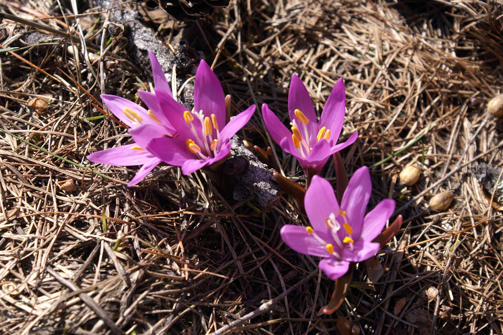 Bulbocodium vernum