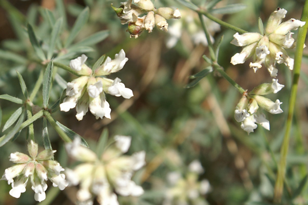 entroterra ligure - Lotus dorycnium (=Dorycnium pentaphyllum)