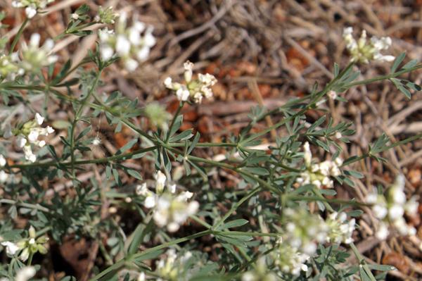 entroterra ligure - Lotus dorycnium (=Dorycnium pentaphyllum)