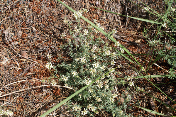 entroterra ligure - Lotus dorycnium (=Dorycnium pentaphyllum)