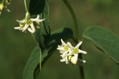 Vincetoxicum hirundinaria / Vincetossico comune