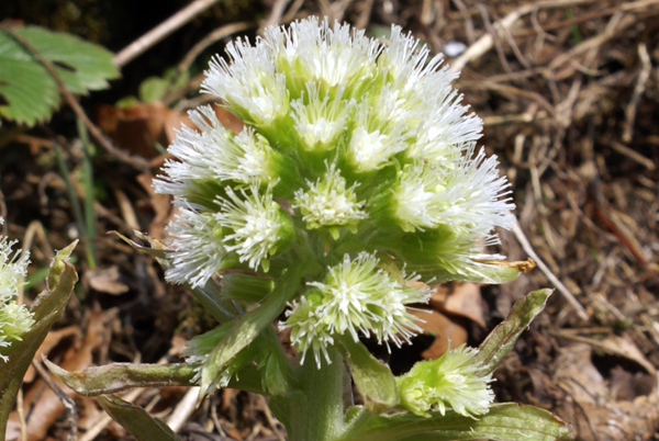 Petasites albus / Farfaraccio bianco