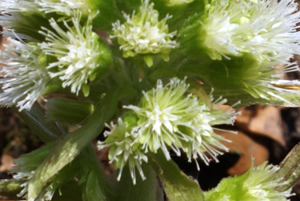 Petasites albus / Farfaraccio bianco