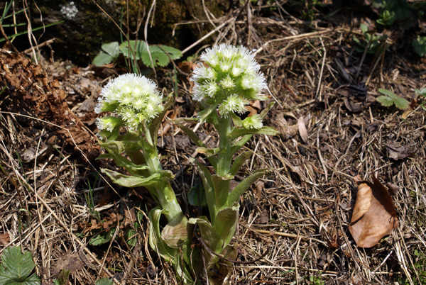 Petasites albus / Farfaraccio bianco