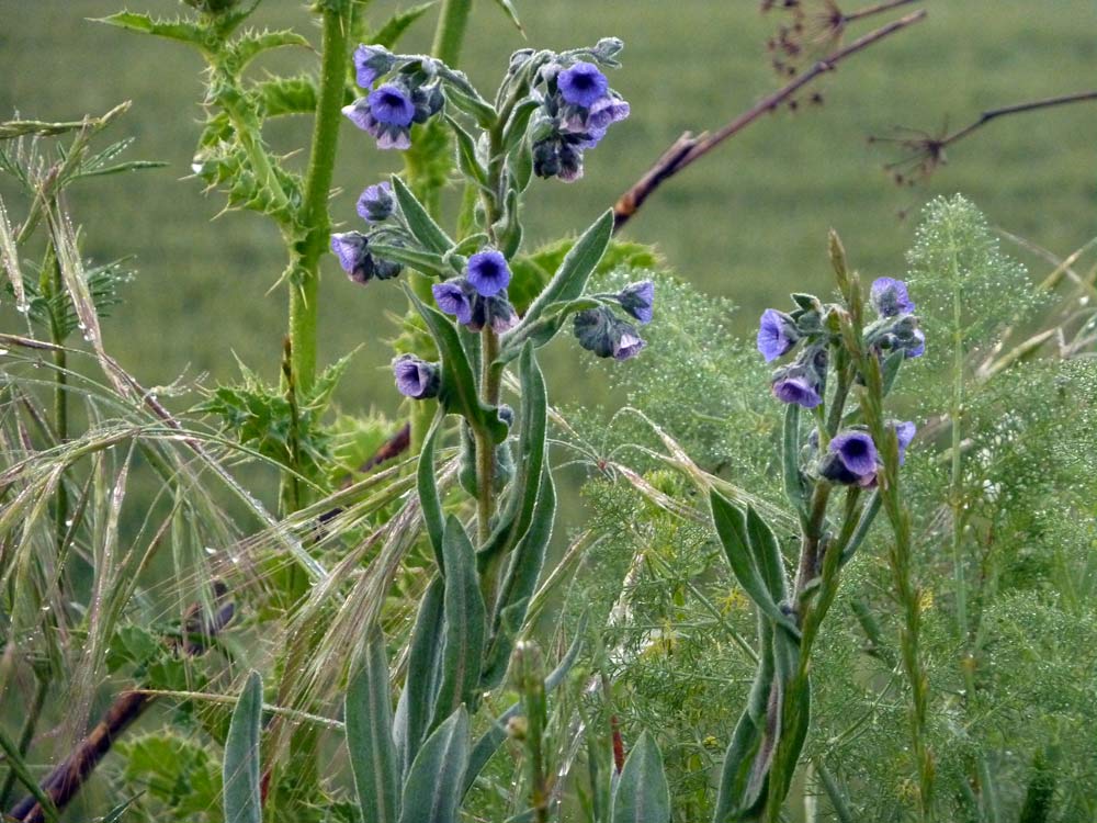 Cynoglossum creticum