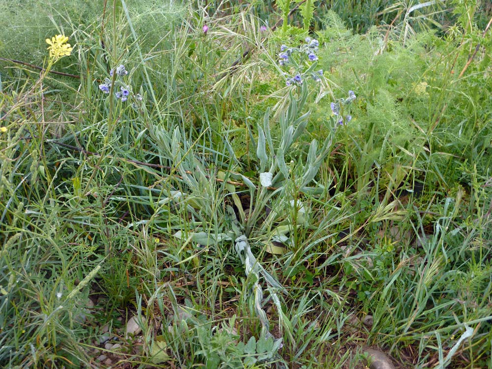 Cynoglossum creticum