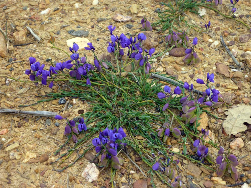 Sulla Meseta: Polygala baetica