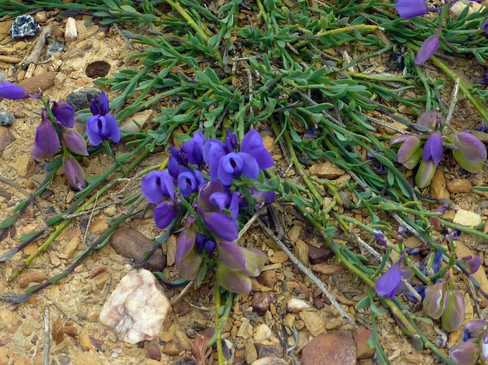 Sulla Meseta: Polygala baetica