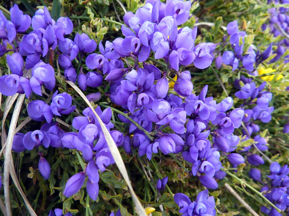 Sulla Meseta: Polygala baetica