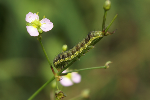 bruco di Helicoverpa armigera