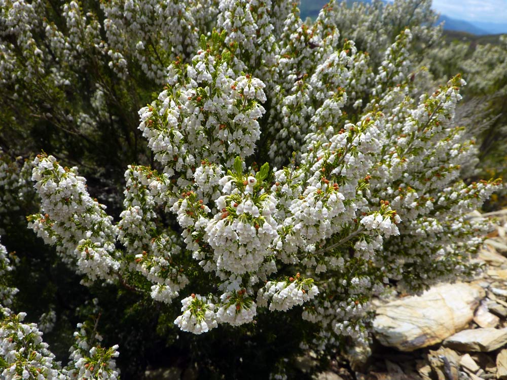 Erica arborea / Erica arborea