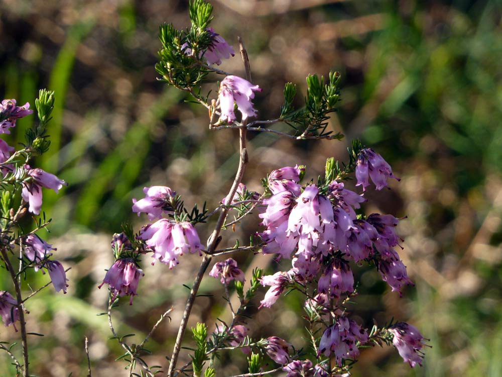 Dalla Spagna, Erica australis L.