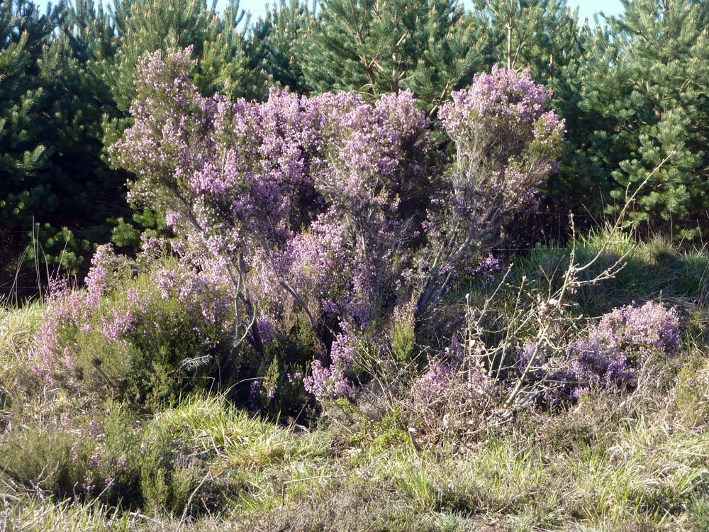 Dalla Spagna, Erica australis L.