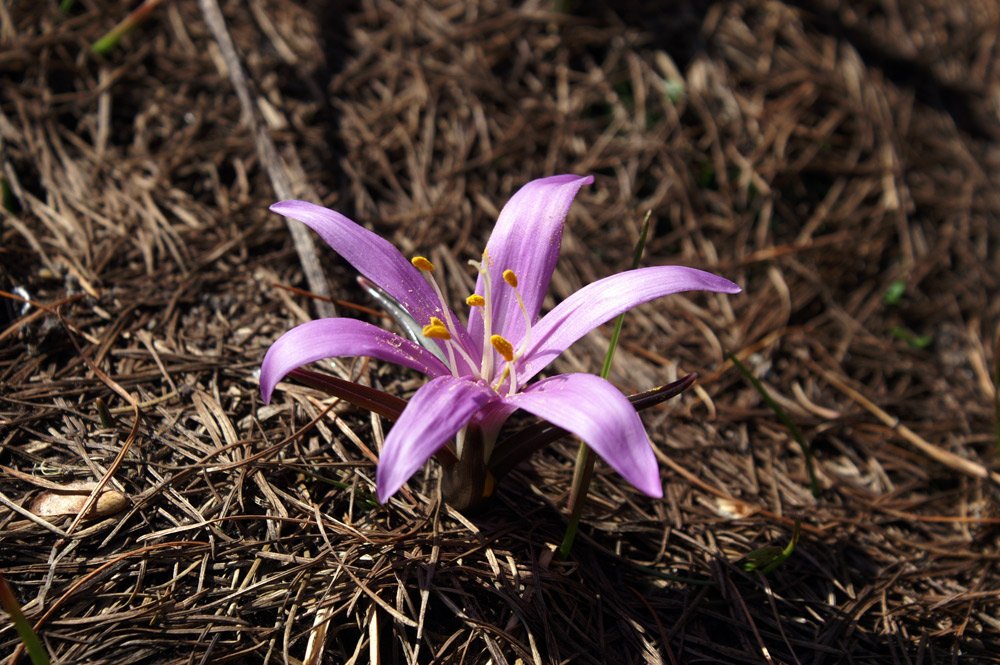 Bulbocodium vernum