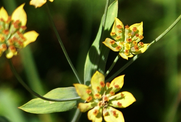 Bupleurum ranunculoides / Buplero ranuncoloide