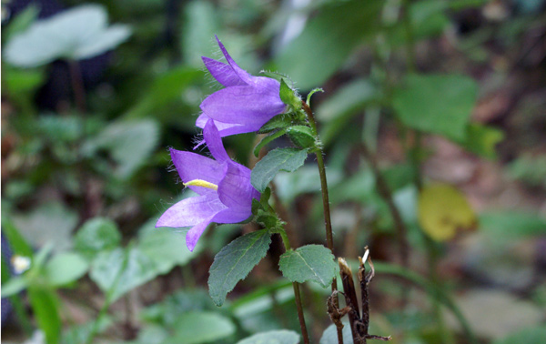 Campanula trachelium