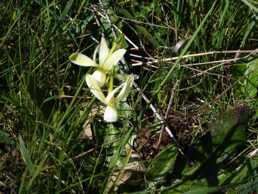 Narcissus triandrus