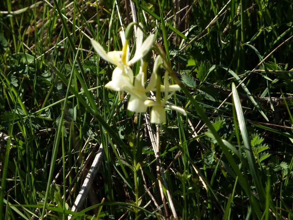 Narcissus triandrus