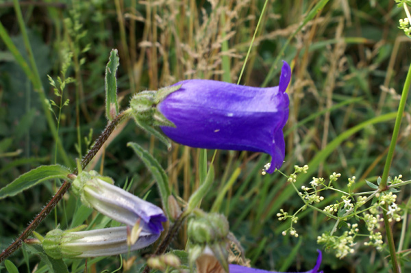 Campanula medium / Campanula toscana