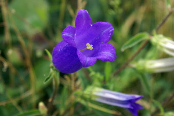 Campanula medium / Campanula toscana