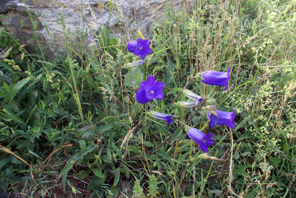 Campanula medium / Campanula toscana