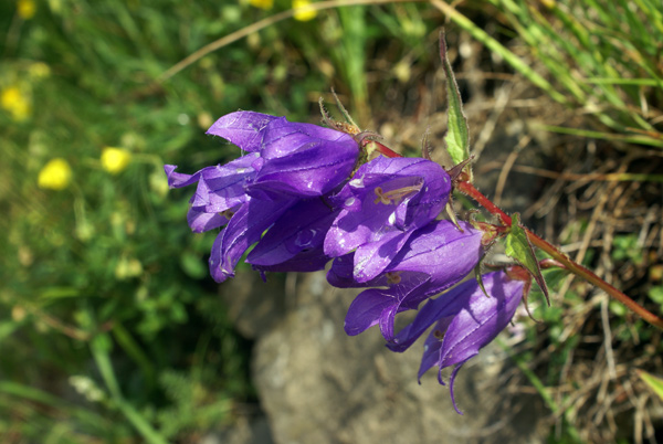 Campanula trachelium