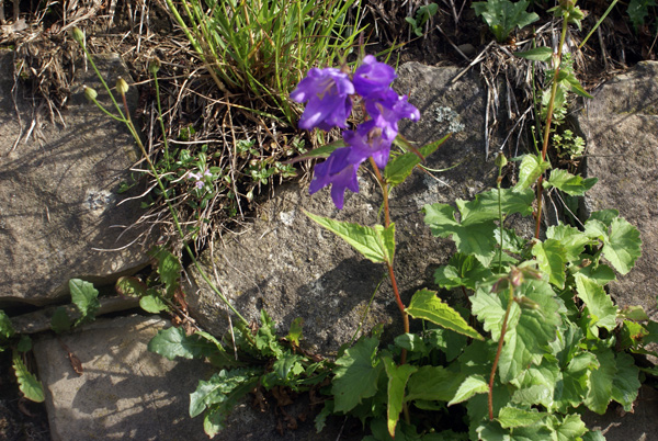 Campanula trachelium