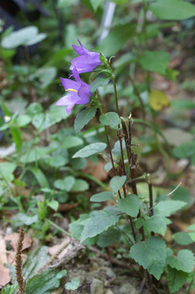 Campanula trachelium