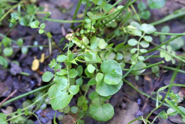 Cardamine pratensis