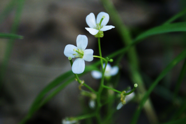 Cardamine pratensis