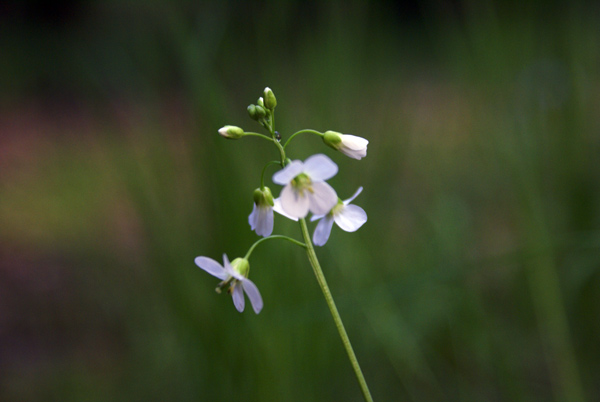 Cardamine pratensis