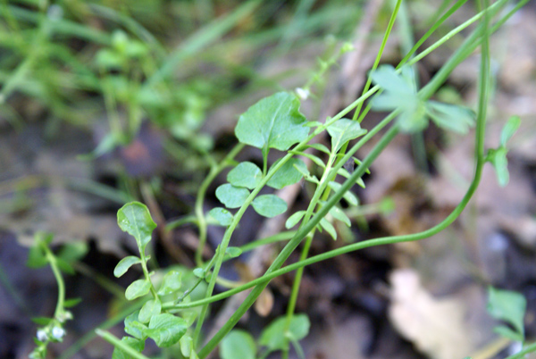 Cardamine pratensis