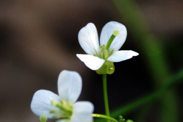 Cardamine pratensis