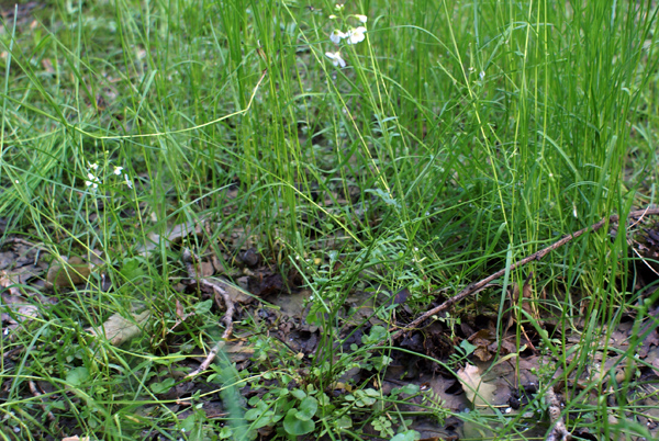 Cardamine pratensis