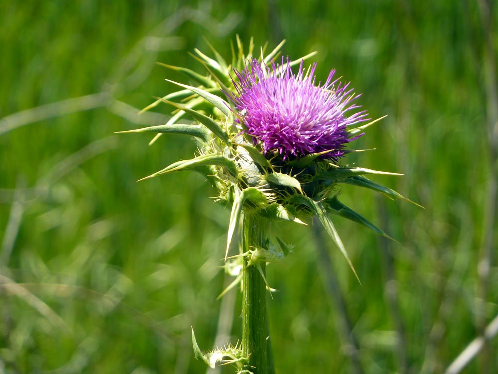 Silybum marianum / Cardo mariano