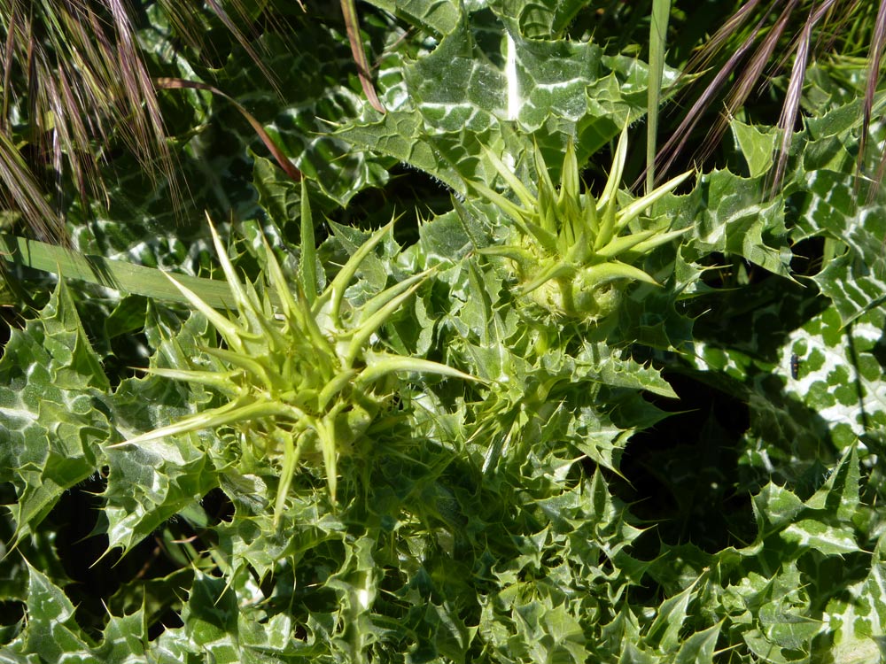 Silybum marianum / Cardo mariano