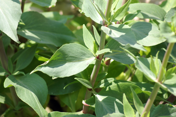 sulle mura del porto di Finale - Centranthus ruber