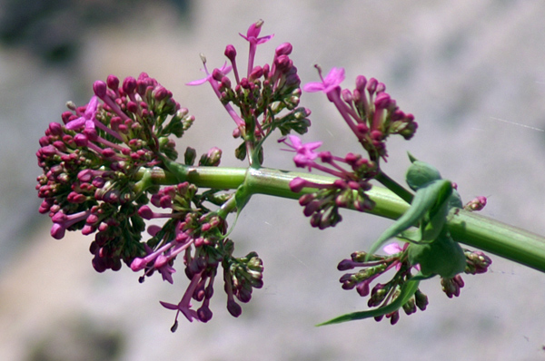 sulle mura del porto di Finale - Centranthus ruber