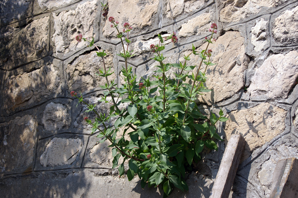 sulle mura del porto di Finale - Centranthus ruber