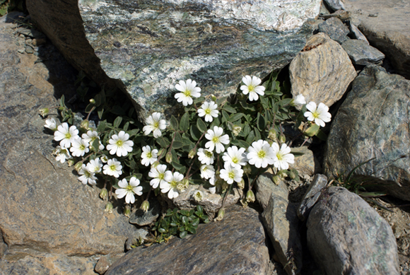 Cerastium latifolium