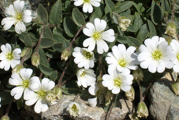 Cerastium latifolium