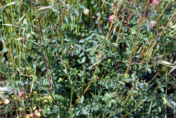 Sanguisorba minor