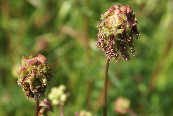 Sanguisorba minor