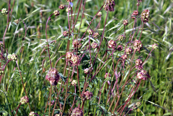 Sanguisorba minor