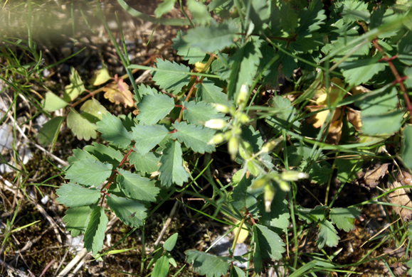 Sanguisorba minor