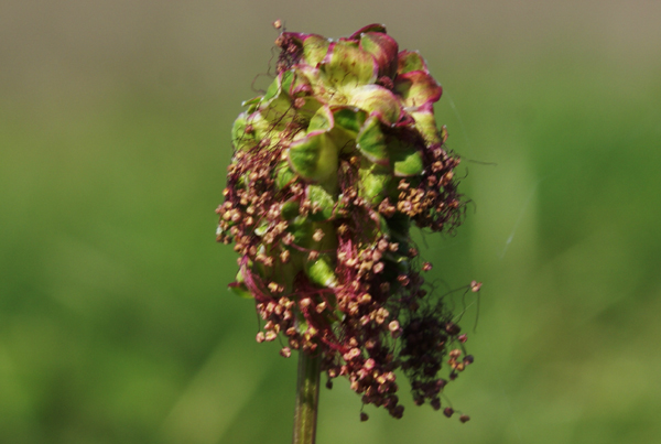 Sanguisorba minor