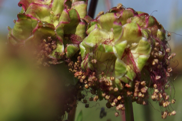 Sanguisorba minor