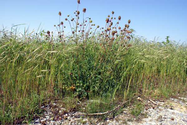 Sanguisorba minor