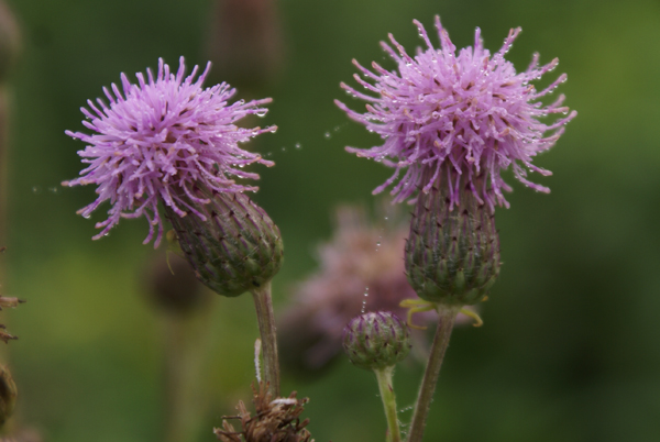 Cirsium arvense