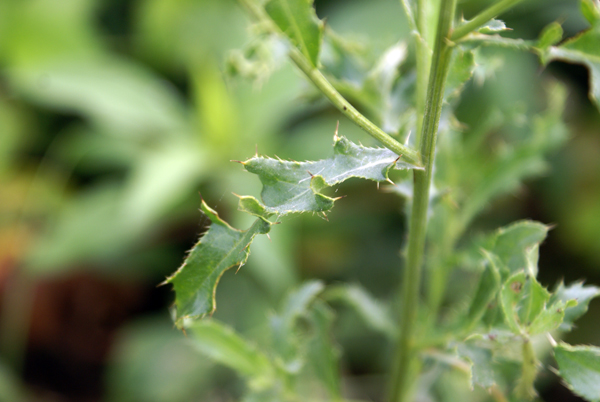 Cirsium arvense